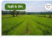 28 Bigha Agricultural Land