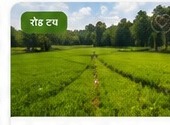 2.45 Bigha Agricultural Land